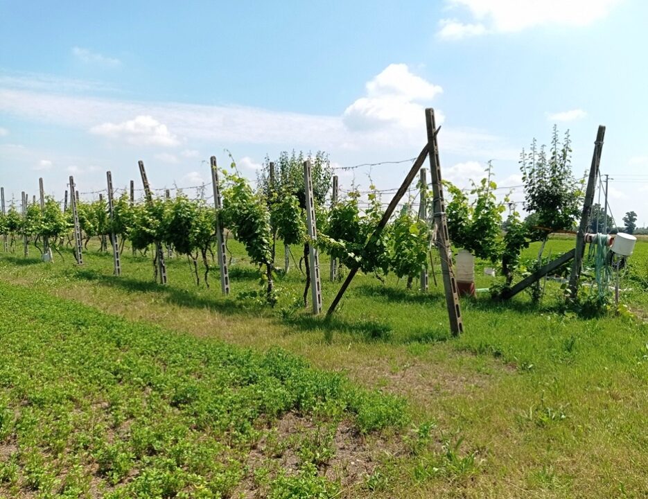 vigna casa colonica da ristrutturare Paradigna